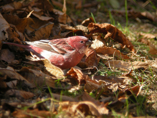 DSCN0041.jpg