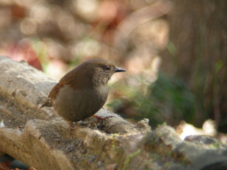 DSCN0208.jpg
