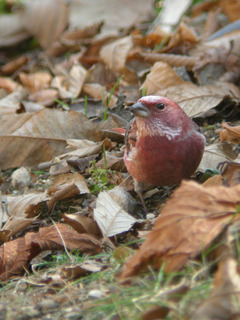 DSCN0255.jpg