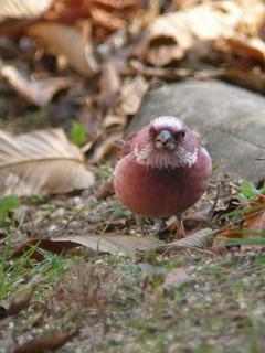 DSCN0374.jpg