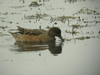 DSCN8703.jpg