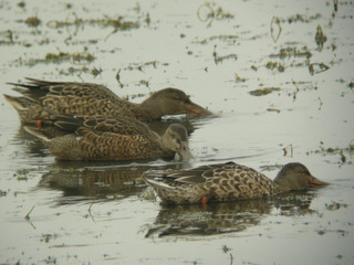 DSCN8725.jpg