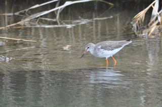 DSC_0397.jpg