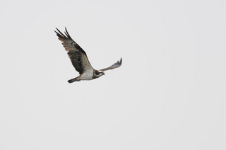 DSC_0966.jpg