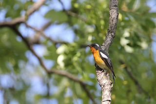 IMG_9666.jpg