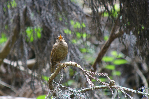 DSC00001s.jpg