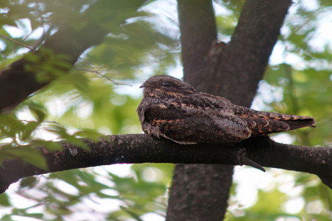 DSC01211.jpg