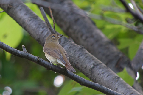 DSC01285.jpg