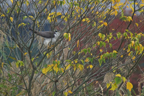 DSC02174.jpg