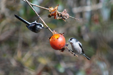 DSC03059.jpg