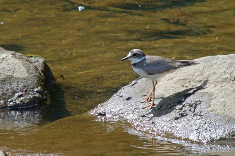 DSC03586.jpg