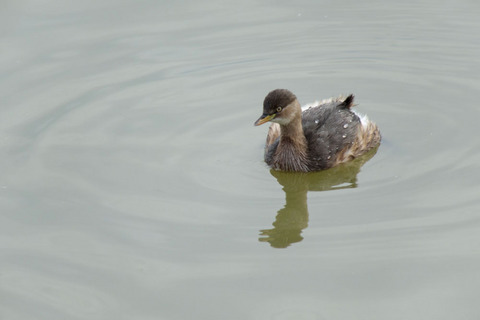 DSC03650.jpg