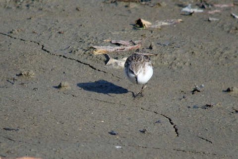 DSC04166.jpg