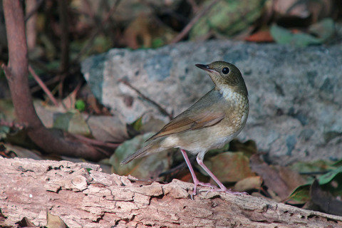 DSC04277.jpg