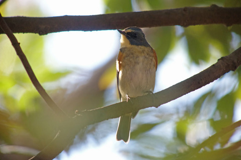 DSC04396.jpg