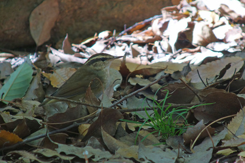 DSC04735.jpg