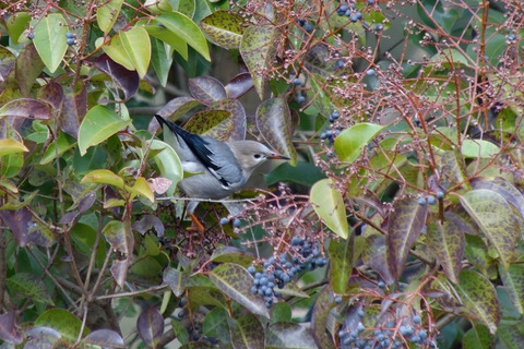 DSC04763.jpg