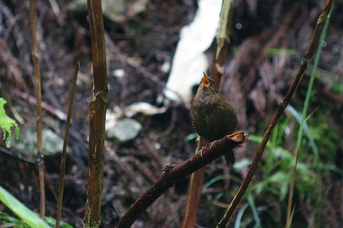 DSC04816.jpg
