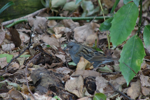 DSC05385.jpg