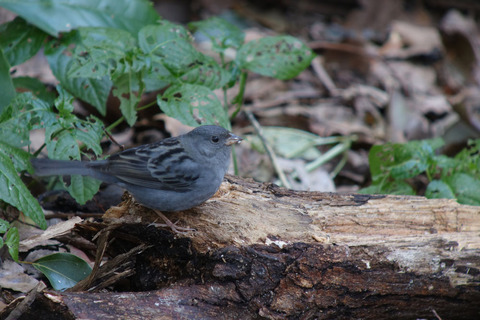 DSC05542.jpg
