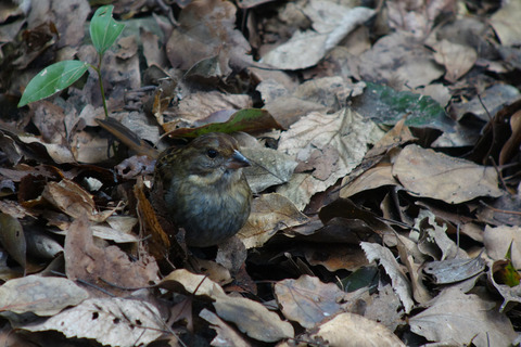 DSC05586.jpg