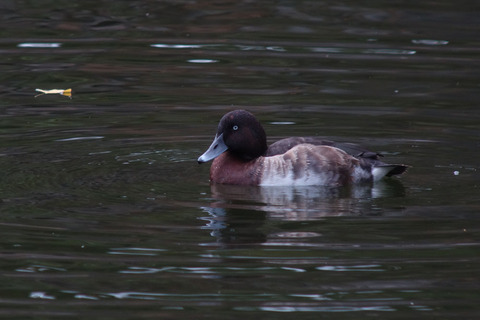 DSC05908.jpg