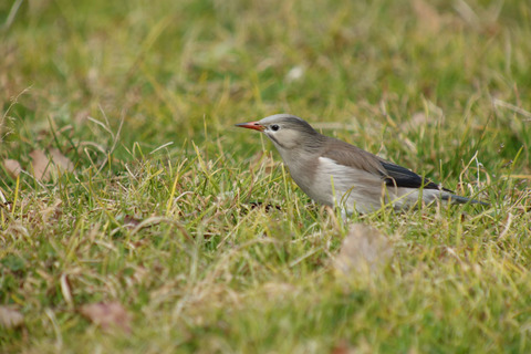 DSC06043.jpg