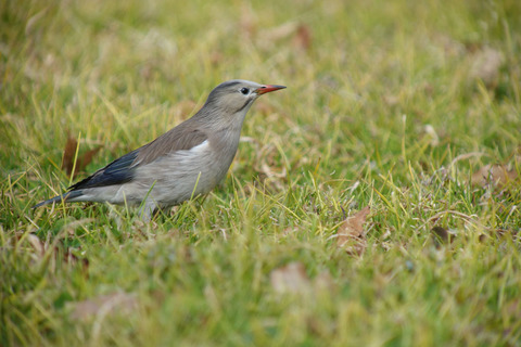DSC06131.jpg