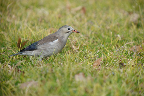 DSC06132.jpg