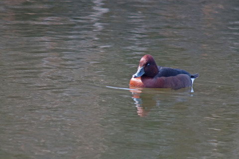 DSC06502.jpg