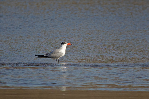 DSC06644.jpg