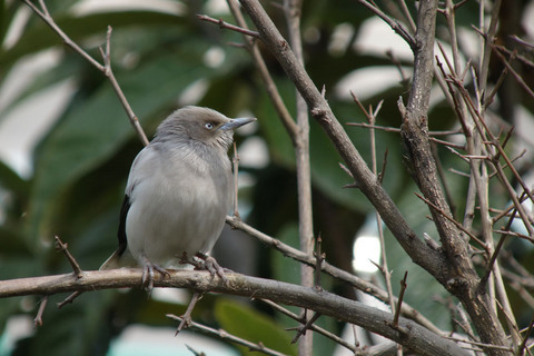 DSC07229.jpg