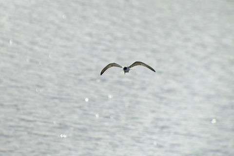 DSC07377.jpg