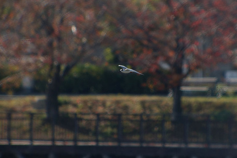 DSC07380.jpg