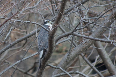 DSC07478.jpg