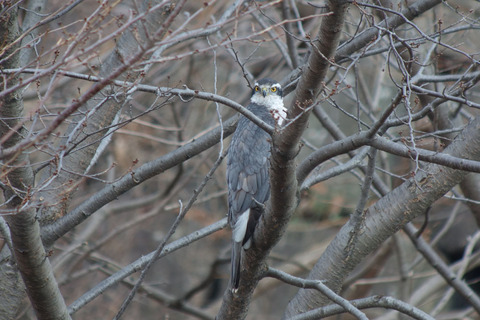DSC07487.jpg