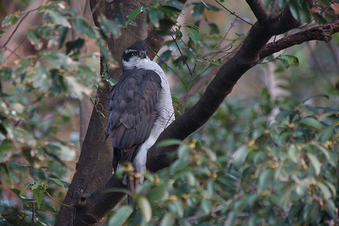 DSC07980.jpg