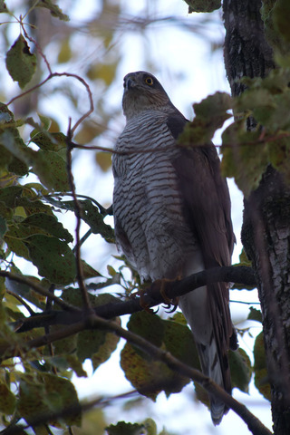 DSC07987.jpg
