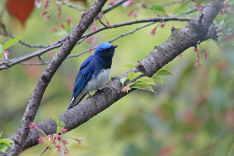 DSC08079.jpg