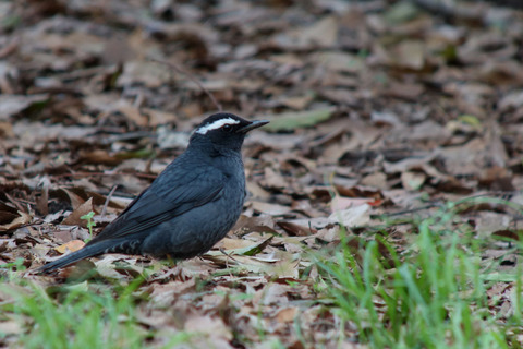 DSC08673.jpg
