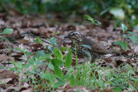 DSC08692.jpg