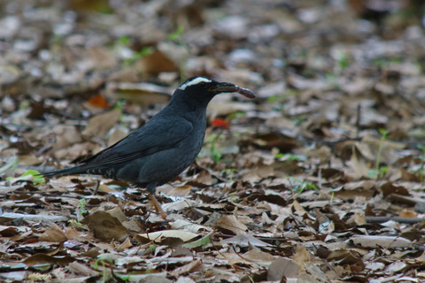 DSC08700.jpg