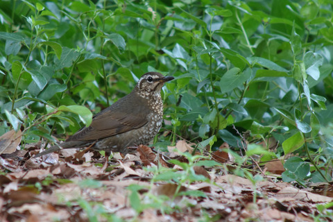 DSC08742.jpg