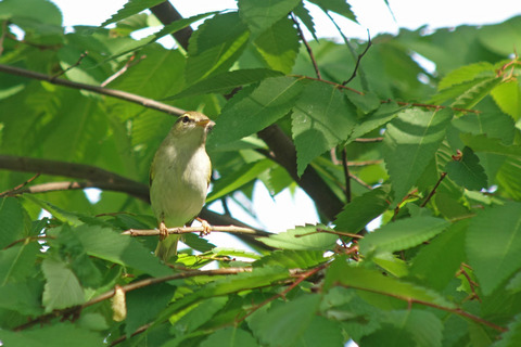 DSC08786.jpg