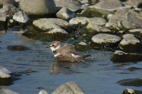 DSC09337.jpg