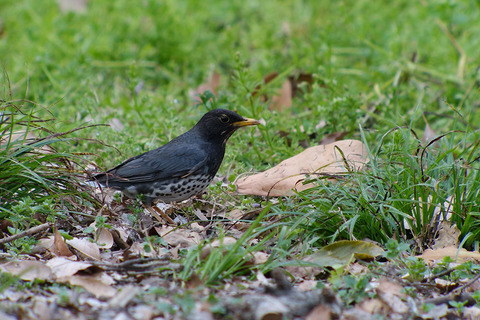 DSC09645.jpg