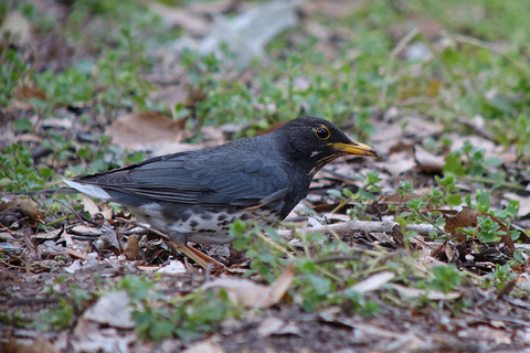 DSC09664.jpg
