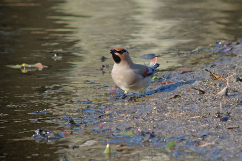 DSC09916.jpg