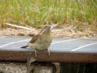 DSCN0122.jpg