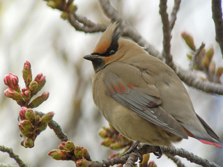 DSCN0414.jpg